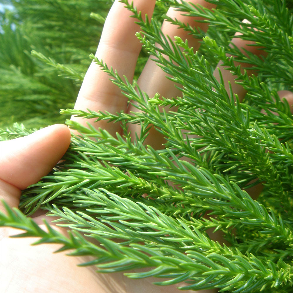 #3 - Cryptomeria Radicans Tree