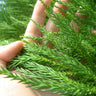 Cryptomeria Radicans Tree