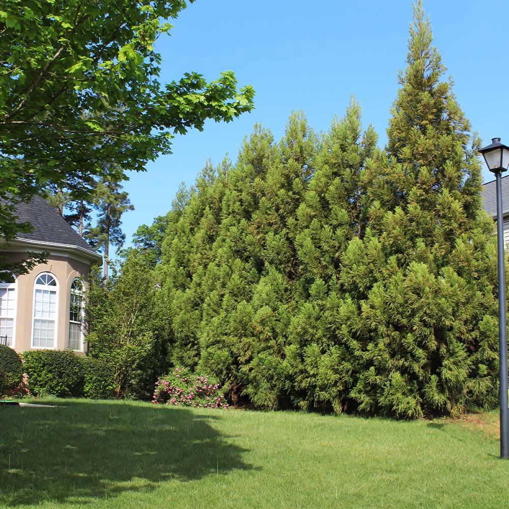 A photo of the Cryptomeria Radicans Tree