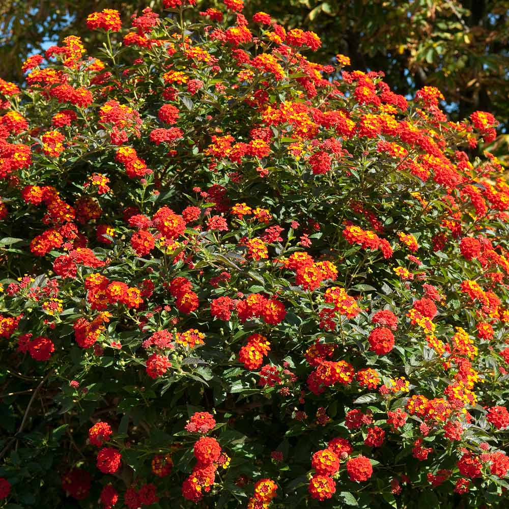 #3 - Dallas Red Lantana