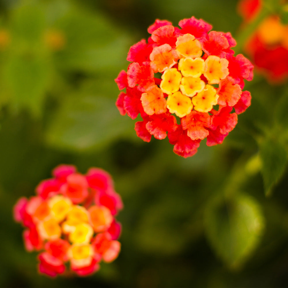 #2 - Dallas Red Lantana