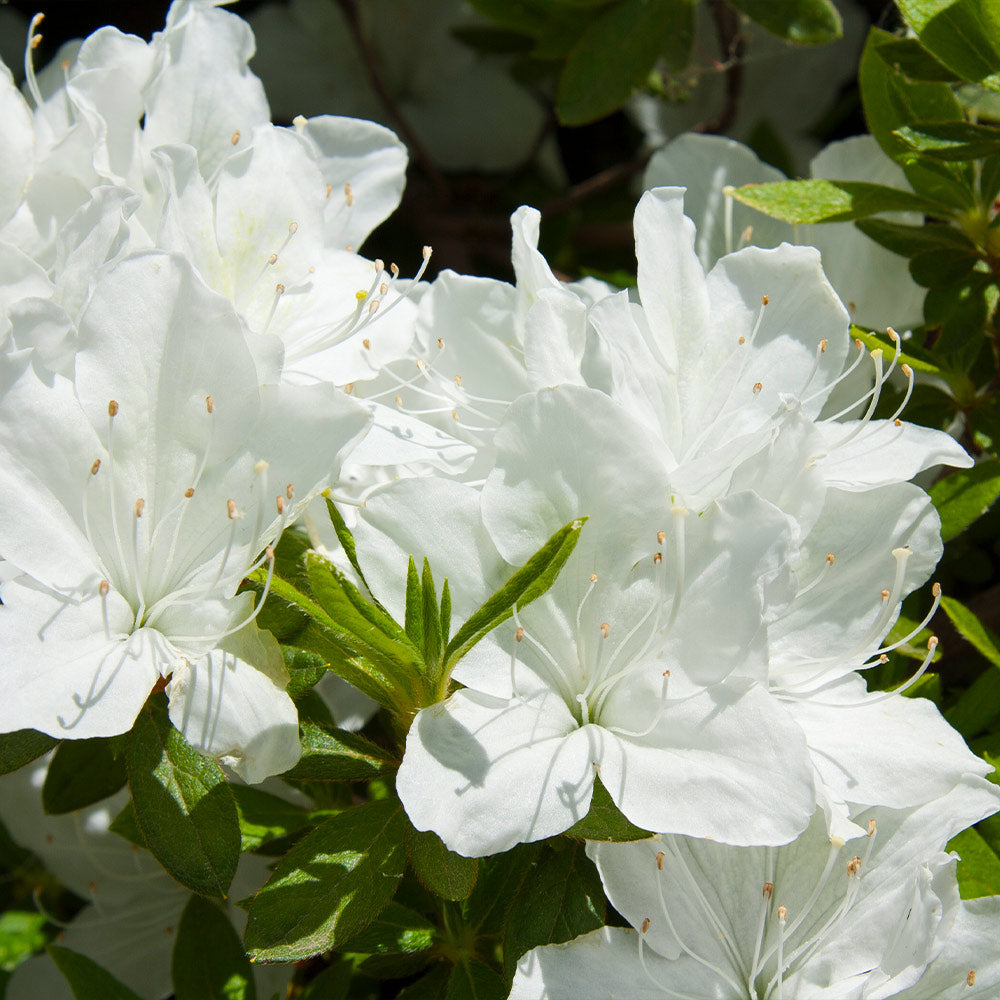 #2 - Delaware Valley White Azalea Shrub