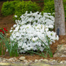 Delaware Valley White Azalea Shrub