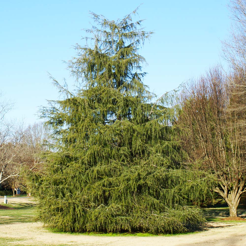 #3 - Deodar Cedar Tree