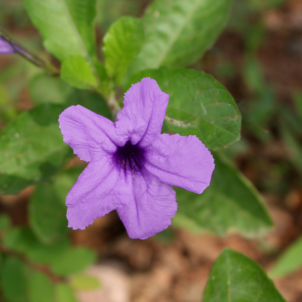 #2 - Desert Ruellia