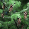 Douglas Fir Tree
