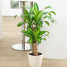 Dracaena Corn Plant