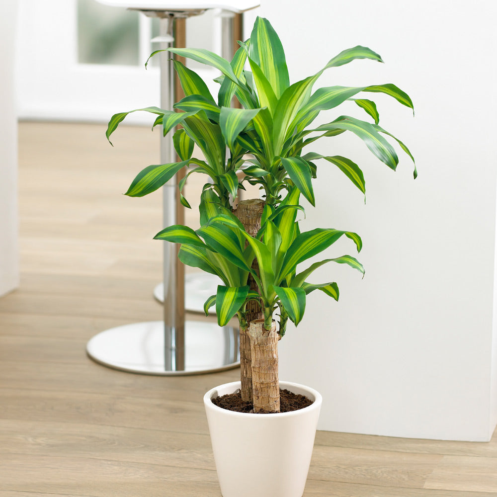 #2 - Dracaena Corn Plant