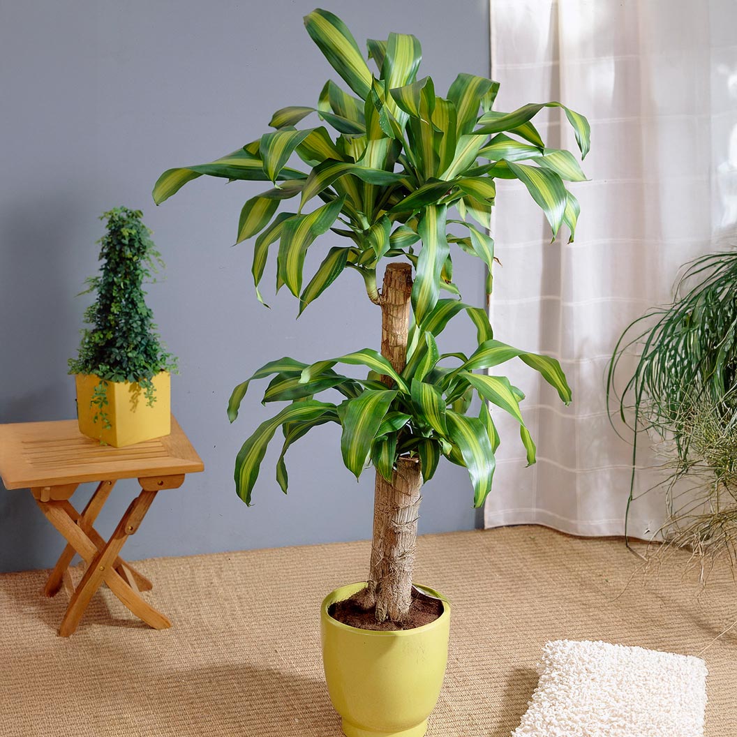 A photo of the Dracaena Corn Plant