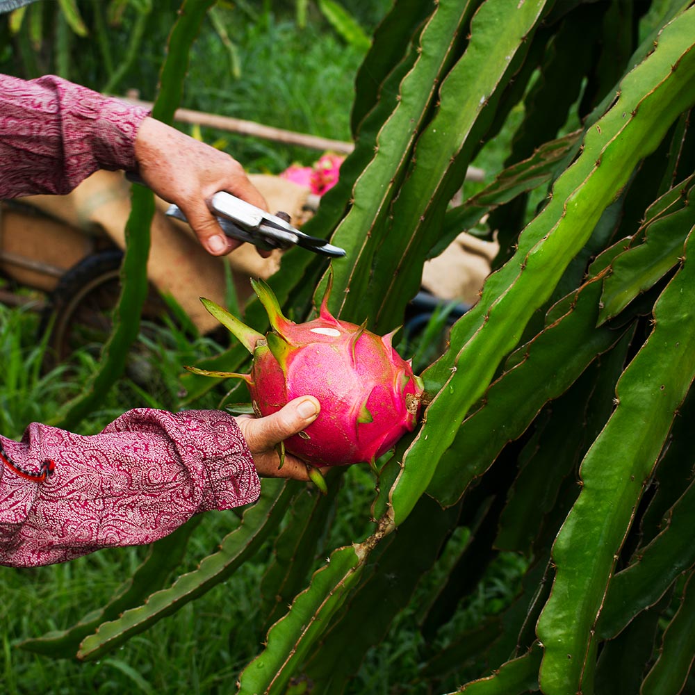 #6 - Dragon Fruit Cactus