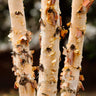 Dura Heat'® River Birch Tree