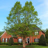 Dura Heat'® River Birch Tree