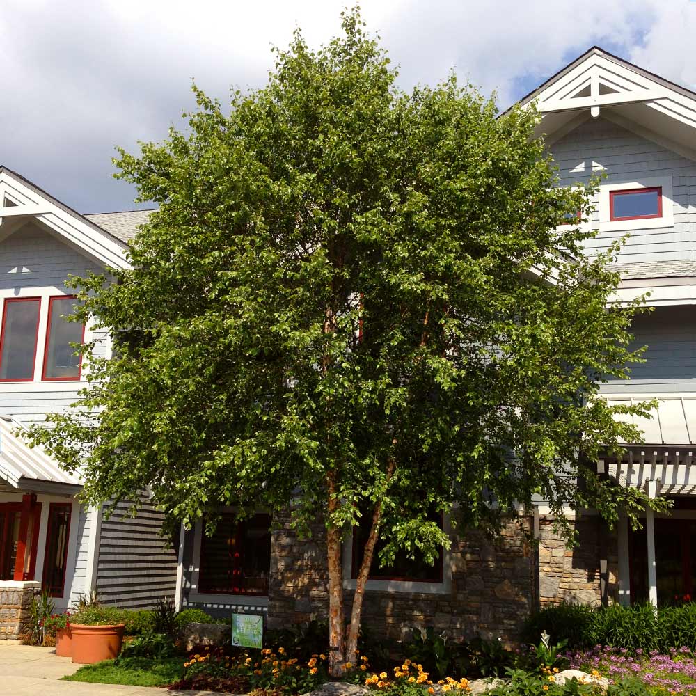 Dura Heat'® River Birch Tree