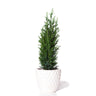 Dwarf Italian Cypress Tree