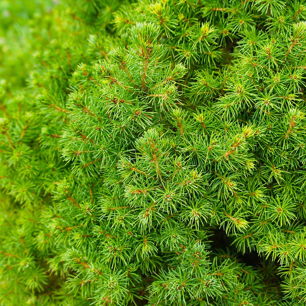 #3 - Dwarf Alberta Spruce Tree