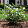 Dwarf Radicans Gardenia Shrub