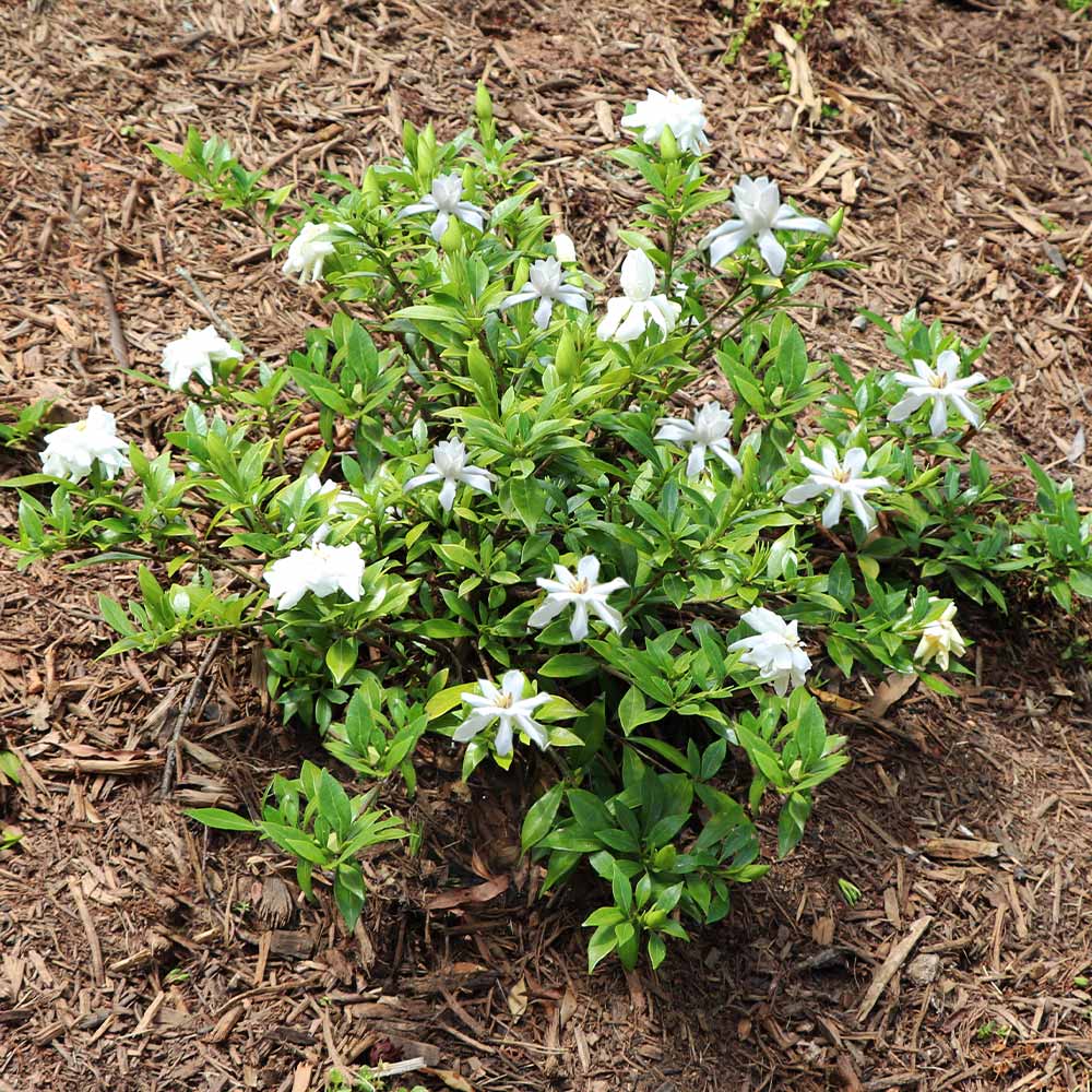 #2 - Dwarf Radicans Gardenia Shrub