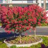 Dynamite Crape Myrtle Tree