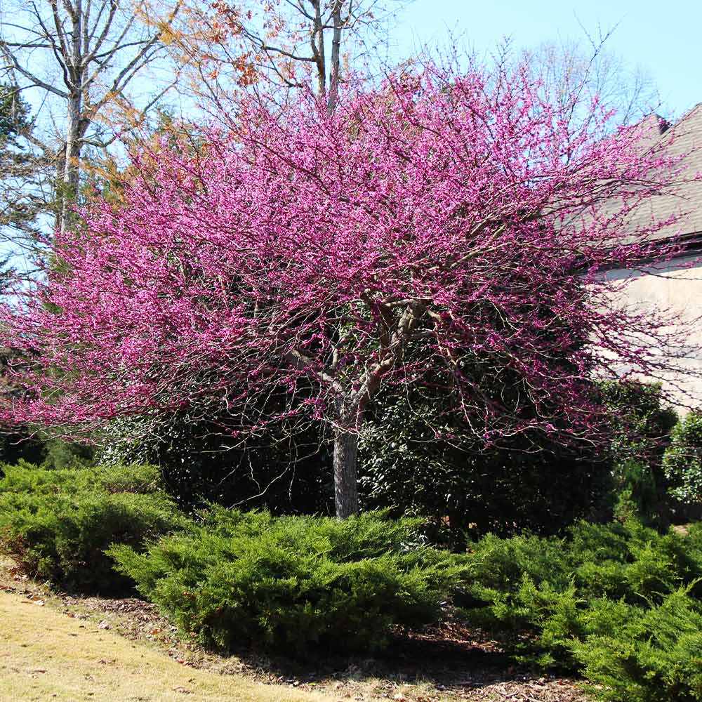 #4 - Eastern Redbud Tree