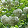 Eastern Snowball Bush