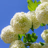 Eastern Snowball Bush