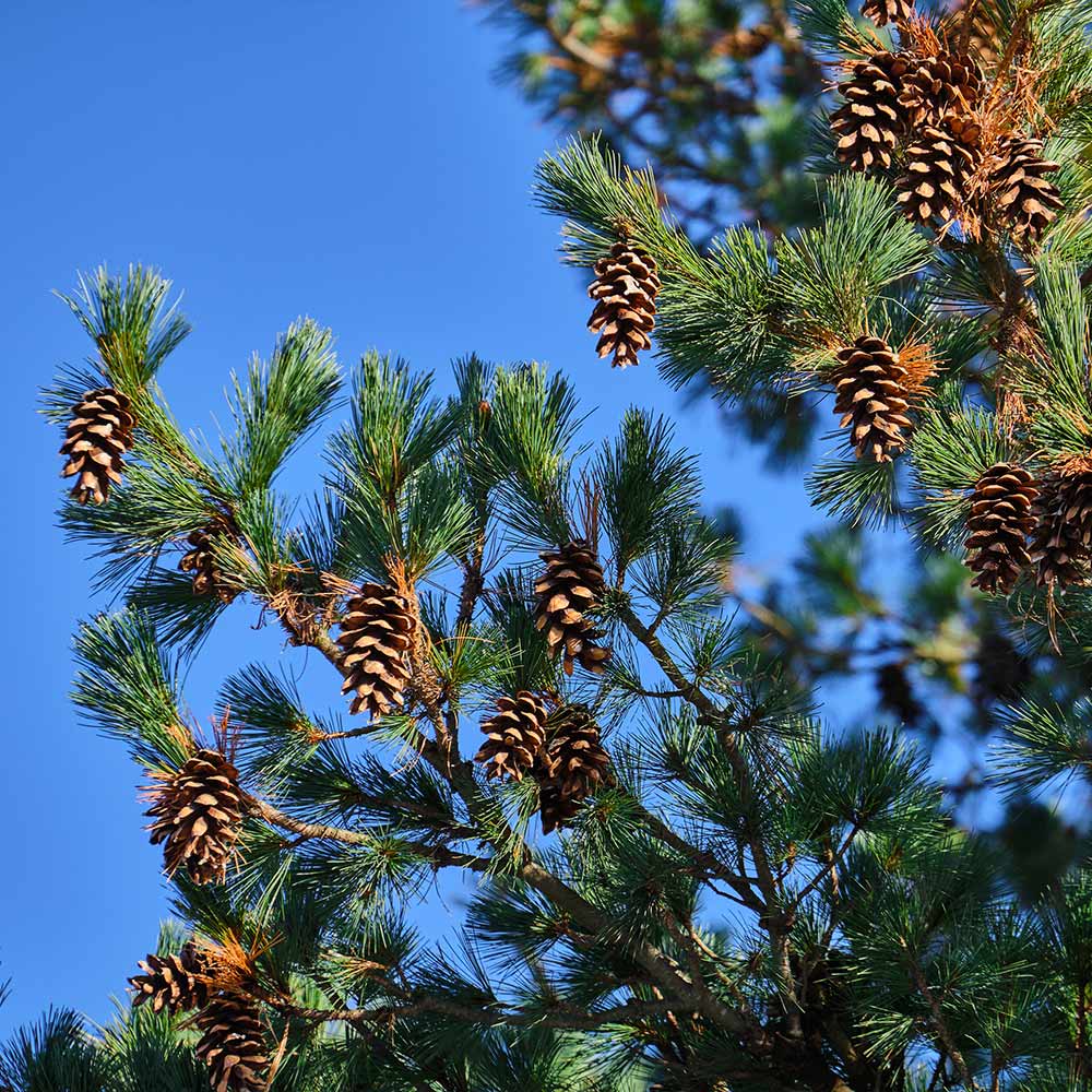 #2 - Eastern White Pine Tree