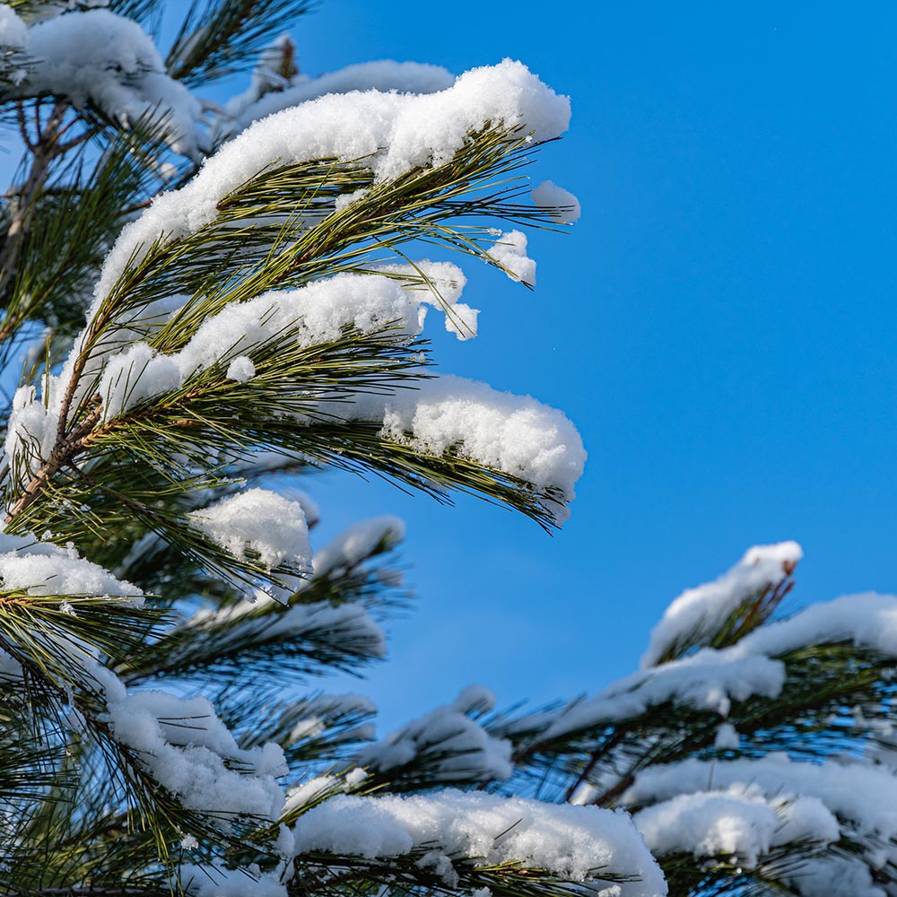 #3 - Eastern White Pine Tree