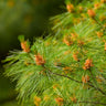 Eastern White Pine Tree