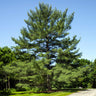 Eastern White Pine Tree