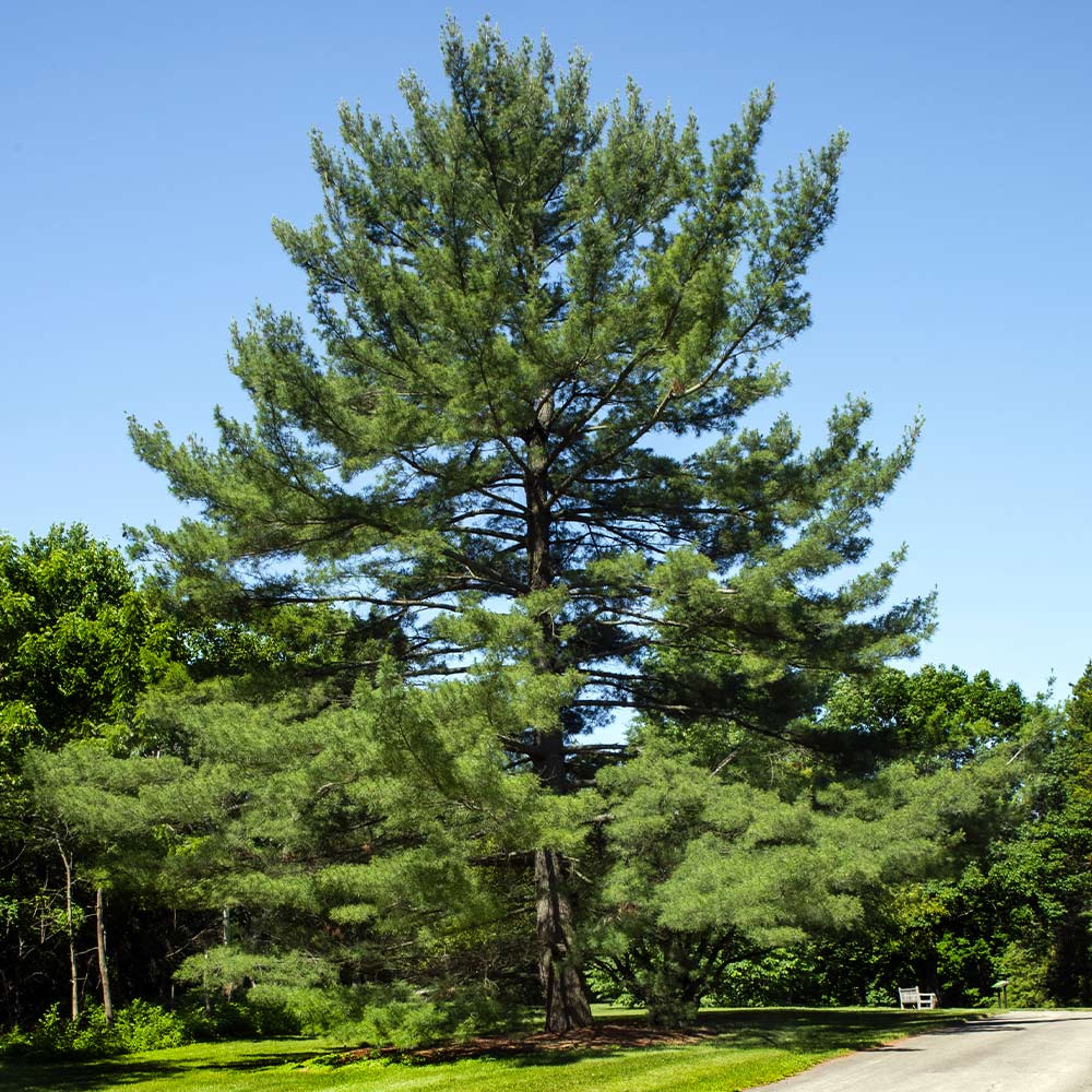 A photo of the Eastern White Pine Tree