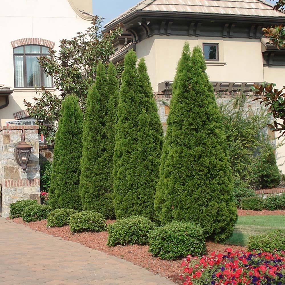 A photo of the Emerald Green Thuja Tree