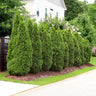 Emerald Green Thuja Tree