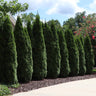 Emerald Green Thuja Tree