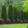 Emerald Green Thuja Tree