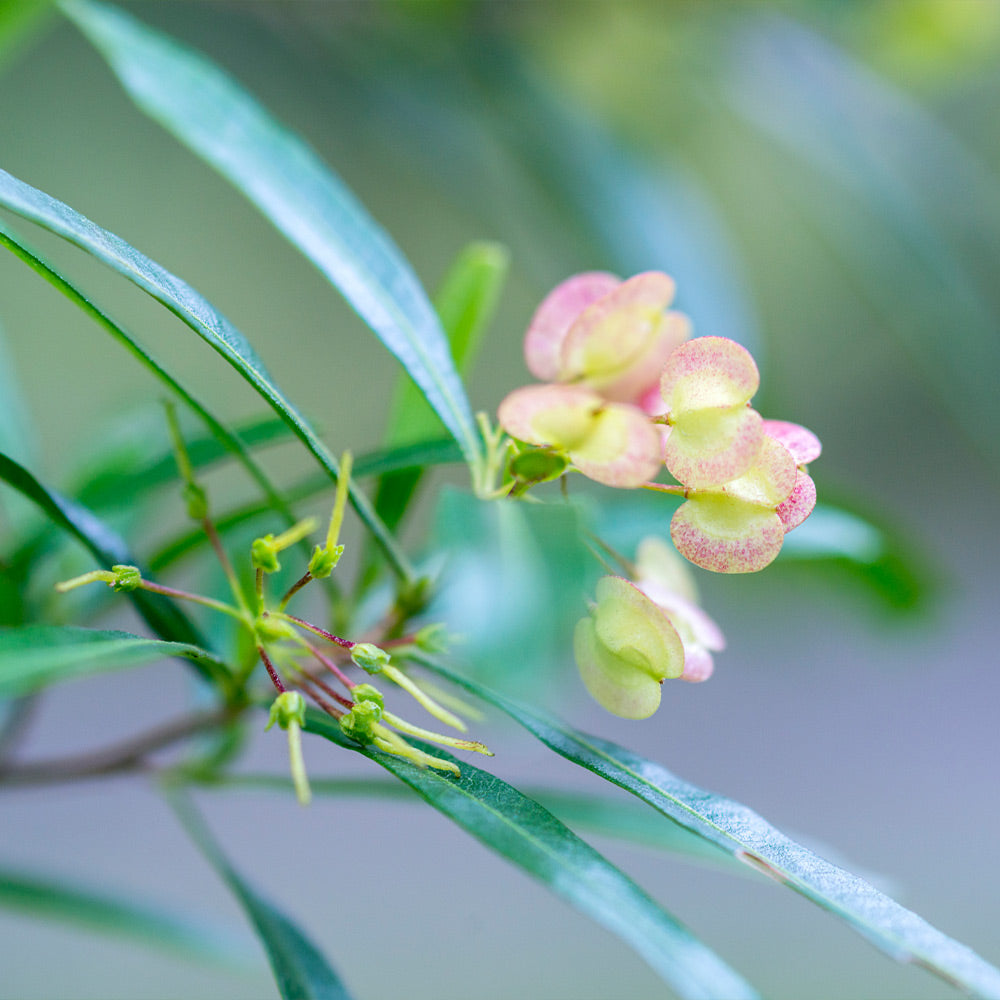 #2 - Emerald Ice Green Hopbush