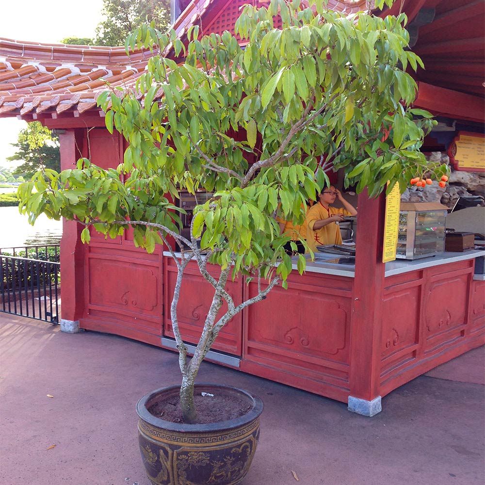 #4 - Emperor Lychee Tree