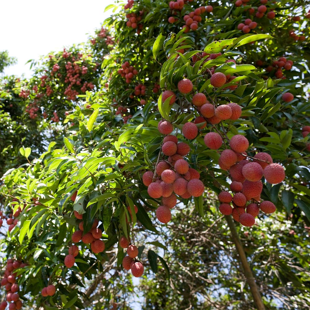 A photo of the Emperor Lychee Tree