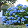 Endless Summer® The Original Reblooming Hydrangea