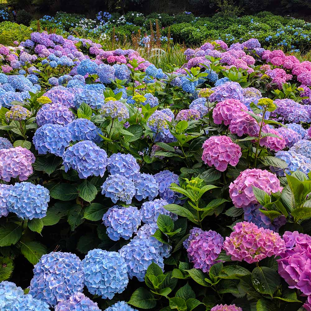 #4 - Endless Summer® The Original Reblooming Hydrangea