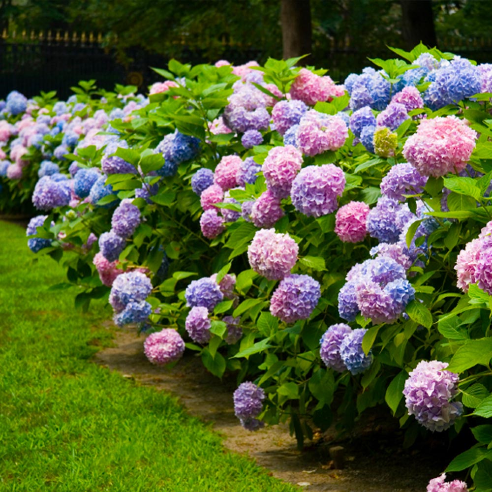 #3 - Endless Summer® The Original Reblooming Hydrangea