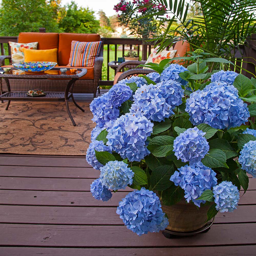 #2 - Endless Summer® The Original Reblooming Hydrangea