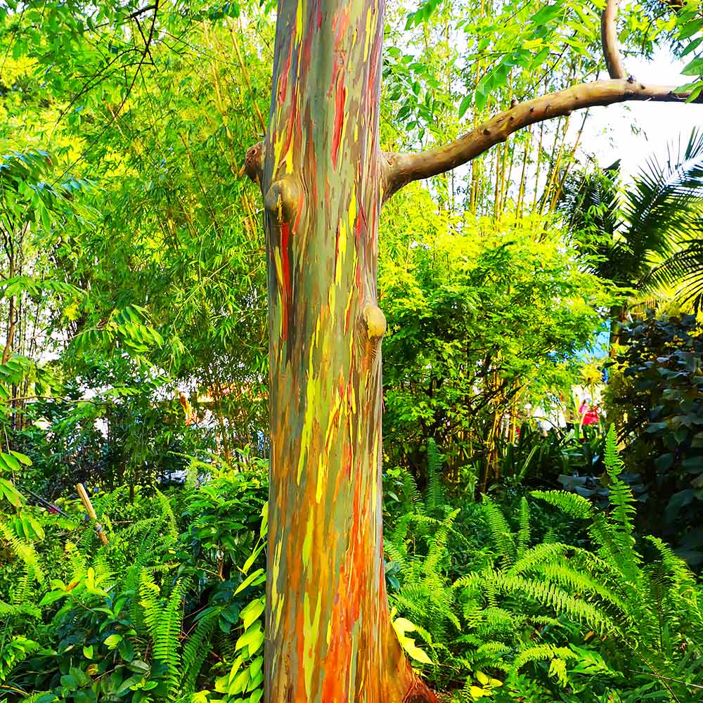 #3 - Rainbow Eucalyptus Tree