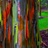 Rainbow Eucalyptus Tree