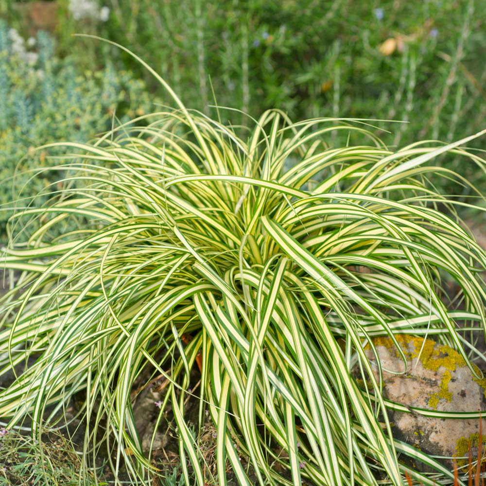 #2 - Carex Evergold (Japanese Sedge)