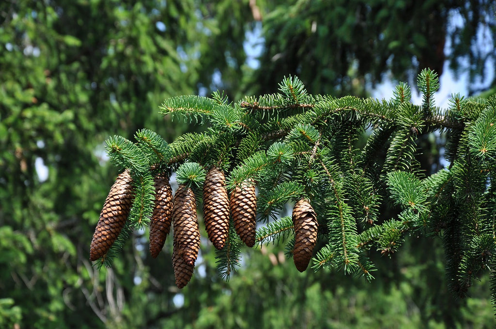 Evergreen & Privacy Trees
