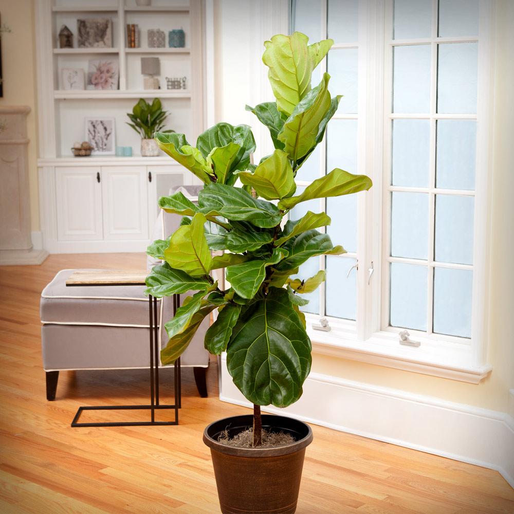 A photo of the Fiddle-Leaf Fig Tree