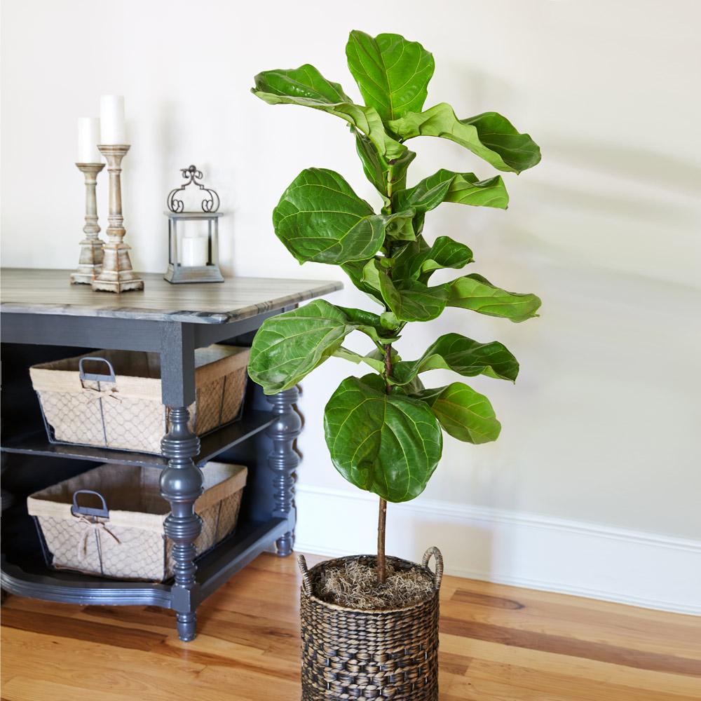 #3 - Fiddle-Leaf Fig Tree