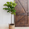 Fiddle-Leaf Fig Tree