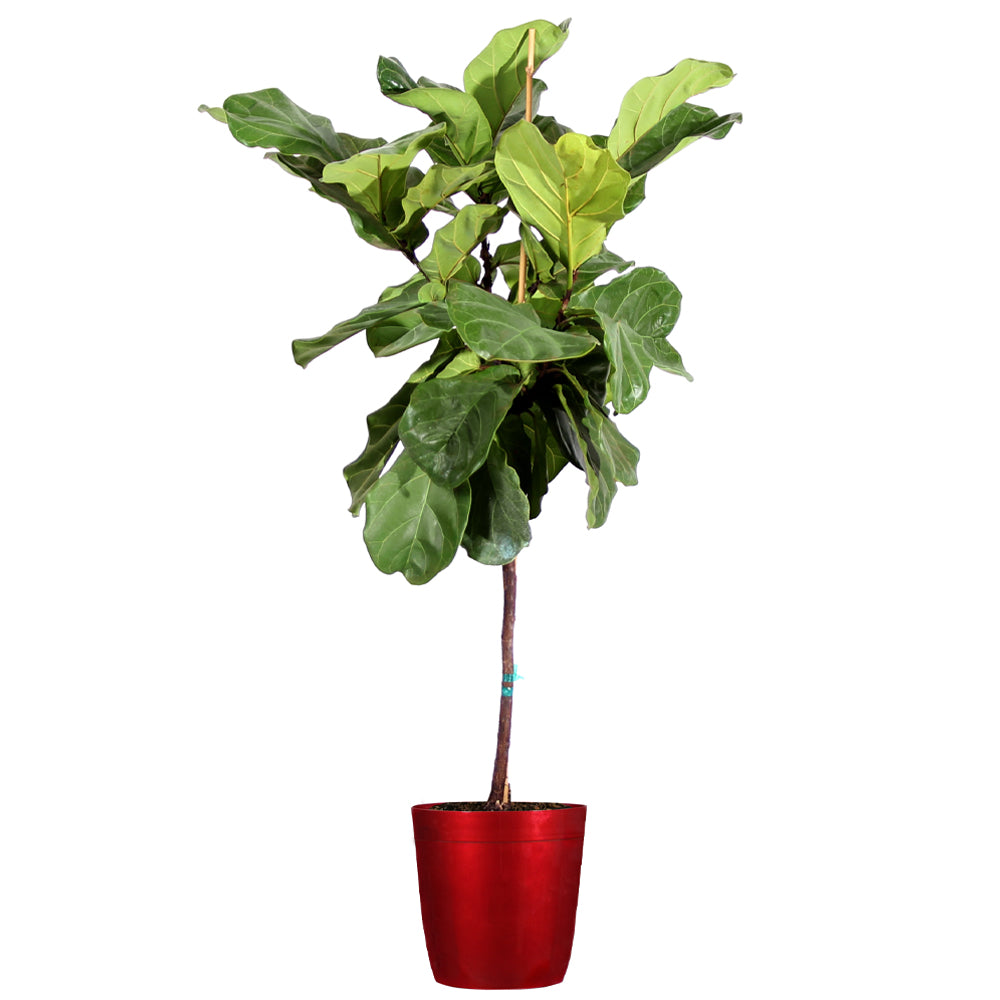 #8 - Fiddle-Leaf Fig Tree