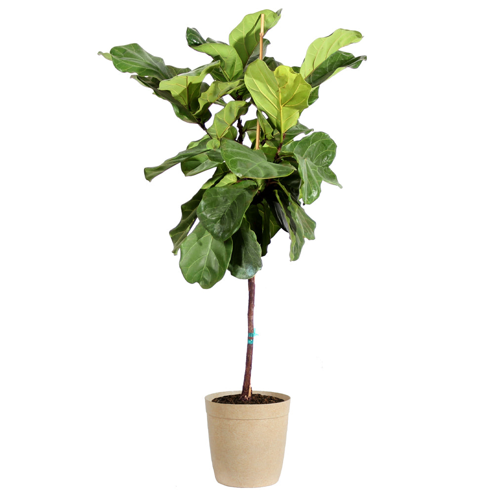 #6 - Fiddle-Leaf Fig Tree